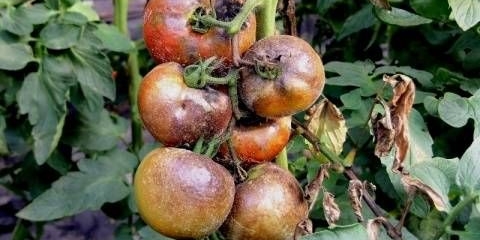 Kako prskati paradajz od fitoftore